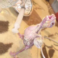 جوجه عروس هلندی سرلاکی|پرنده|مرودشت, پشت سایپا|دیوار