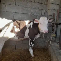 گوساله سیمینتال