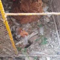 مرغ تخم گذار