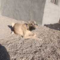 واگذاری معاوضه توله|سگ|مشهد, كنويست|دیوار