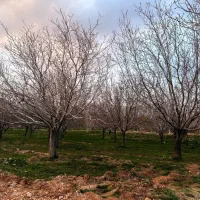 باغ-دربند