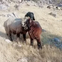 آدرس لالی|حیوانات مزرعه|لالی, |دیوار