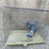 پلاکی نر ماده|پرنده|الیگودرز, |دیوار