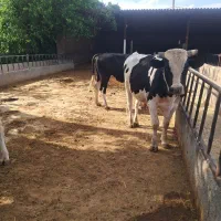 گوساله نر.3راس