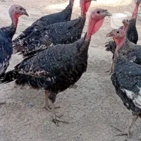 بوقلمون رسمی