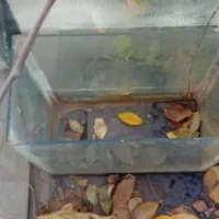 باربند پژو ۴۰۵ آردی روا و اکواریوم با لوازم و ماهی|ماهی|تبریز, |دیوار