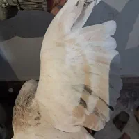 سده هفرنگ و پلنگ|پرنده|سبزوار, سجاد|دیوار