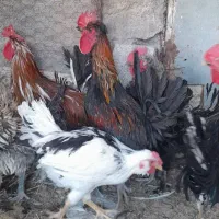 جوجه محلی