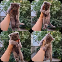 فروش چند بچه گربه اسکاتیش بلو اصیل