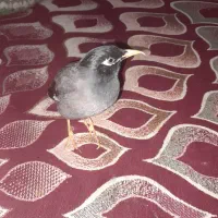 مرغ مینا سخنگو