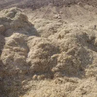 کاه لوبیا همدان