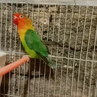 طوطی بریزیلی|پرنده|چناران, |دیوار