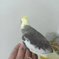 عروس هلندی دستی|پرنده|شهریار, شهرک مصطفی خمینی|دیوار