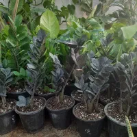 گل طبیعی زامفولیا تنه قوی|گل و گیاه طبیعی|فردوس (خراسان), |دیوار