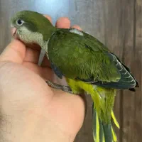 راهب|پرنده|ساری, |دیوار