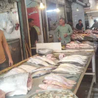 ماهی|ماهی|شوشتر, |دیوار