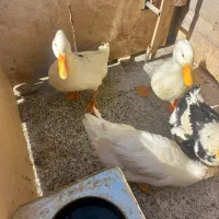 مرغوخروس اردک تخم گذار|حیوانات مزرعه|تهران, بهارستان|دیوار