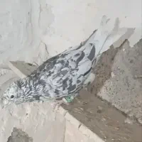 کبوتر|پرنده|سبزوار, قصبه شرقی|دیوار