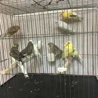 قناری ماده مست مست