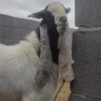 بز پاکستانی