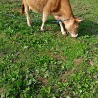 گاو ۷ماه شکم سرشاخ دار|حیوانات مزرعه|رشت, یخسازی|دیوار