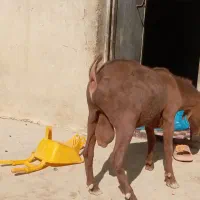 تروشت اصل نژاد مورسیا