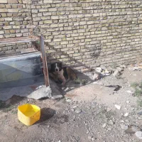 سگ سرابی عراقی