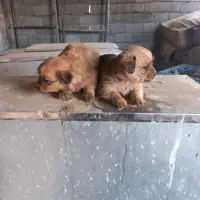 سگ شیتزو وشیواوا|سگ|کرمانشاه, |دیوار