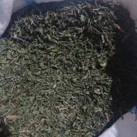 لیزک خشک روستای زیزی کوه دمه