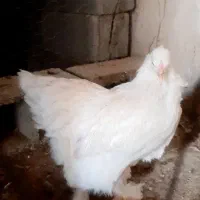 مرغ وخروس برهما|حیوانات مزرعه|بهبهان, |دیوار