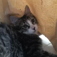 واگذاری گربه