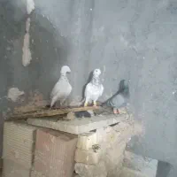 کبوتر پرشی صید|پرنده|اسفراین, |دیوار