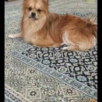 گمشده لطفا  پیدا کردین تماس بگیرین