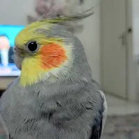 عروس نر سخن گو|پرنده|تهران, مشیریه|دیوار