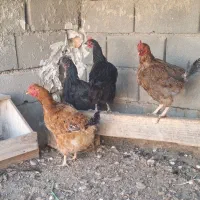 مرغ تخم گذار|حیوانات مزرعه|پاکدشت, خاتون آباد|دیوار