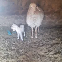 میش مغانی بردار