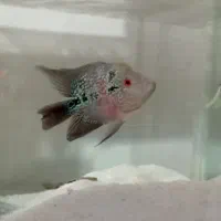 دو عدد ماهی مولد سالم فلاور باکس