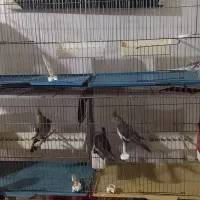 فنچ عروس هلندی وعروس لوتینو با تخم هاش|پرنده|تبریز, |دیوار