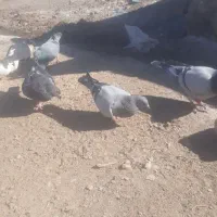 چندعددکبوترفروشی|پرنده|کورین, |دیوار