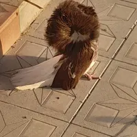 سوپر شامپیون