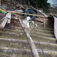 طوقی کرمانشاهی|پرنده|خان ببین, |دیوار