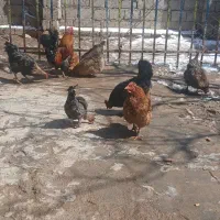 مرغ تخمگذار