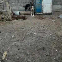 سگ سراب