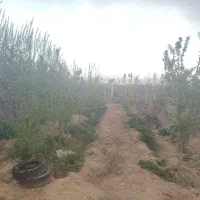 باغچه-نقلی-نقلی