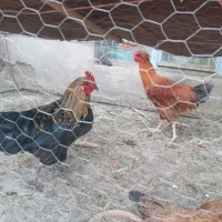 ۳عددخروس ۲تامرغ