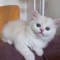 گربه بریتیش