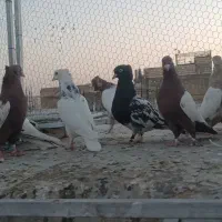 بهبهونی|پرنده|شیراز, پانصد دستگاه ارتش|دیوار
