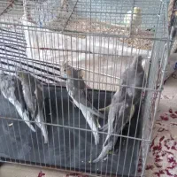 عروس هلندی دو ماهه