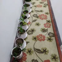 گلیم فرش|گلیم، جاجیم، گبه|کرمانشاه, |دیوار