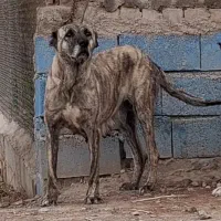 سگ  سرابی خراسانی  پژدر